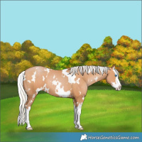 Horse Color:White Spotted Silver Bay Pearl Splash 