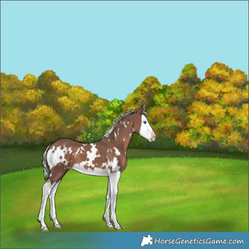 Horse Color:White Spotted Silver Black Splash 
