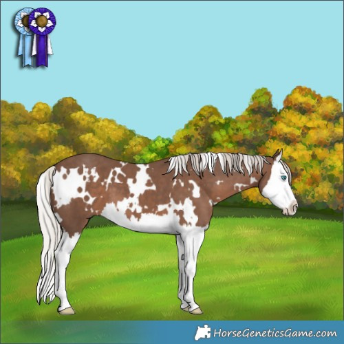 Horse Color:White Spotted Silver Black Splash 
