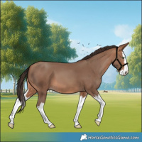 Horse Color:Sable Champagne Sabino Splash 
