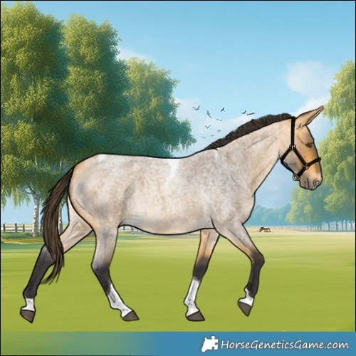 Horse Color:Buckskin Roan Tobiano 