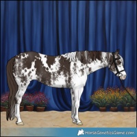 Horse Color:White Spotted Liver Chestnut 