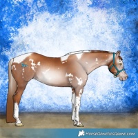 Horse Color:Gray White Spotted Gold Champagne Tobiano 
