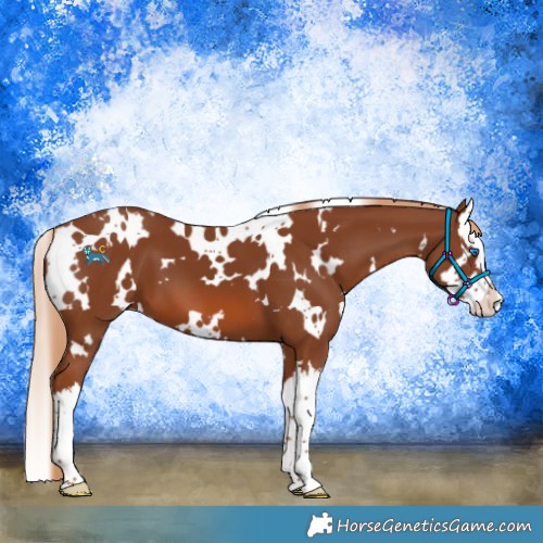 Horse Color:White Spotted Chestnut Splash 