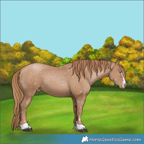 Horse Color:Black Pearl Appaloosa 