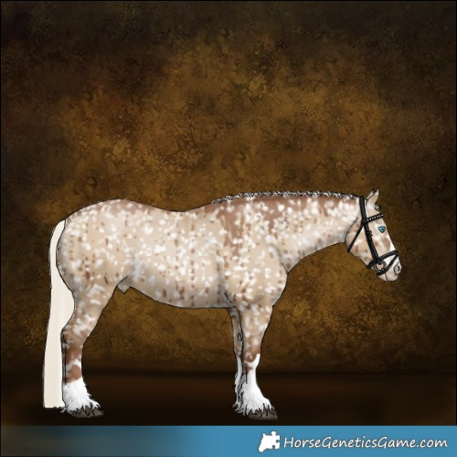 Horse Color:Gray Silver Grullo Pearl Appaloosa Rabicano Brindle 