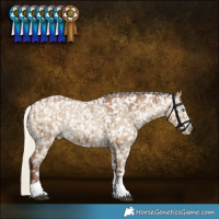 Horse Color:Gray Silver Grullo Pearl Appaloosa Rabicano Brindle