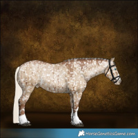 Horse Color:Gray Silver Grullo Pearl Appaloosa Rabicano Brindle 