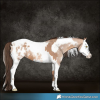 Horse Color:Amber Champagne Sabino Tobiano Appaloosa  and Amber Champagne Sabino Splash Tobiano Appaloosa 