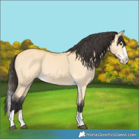 Horse Color:Buckskin Dun Splash 
