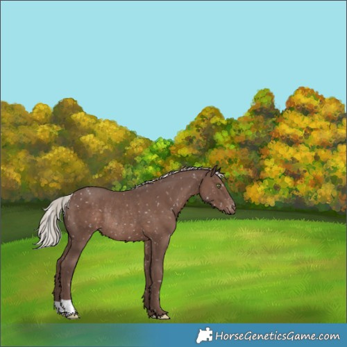 Horse Color:Silver Black Appaloosa Rabicano 