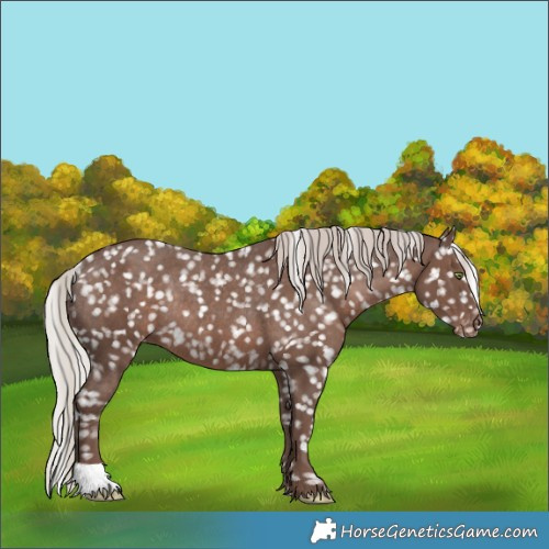 Horse Color:Silver Black Snowflake VarnishRabicano 