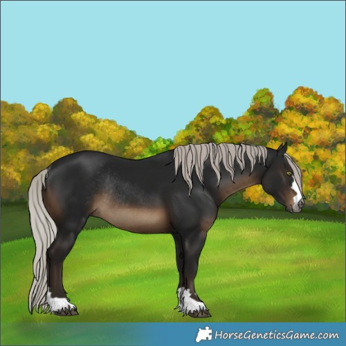 Horse Color:Gray Silver Brown Rabicano