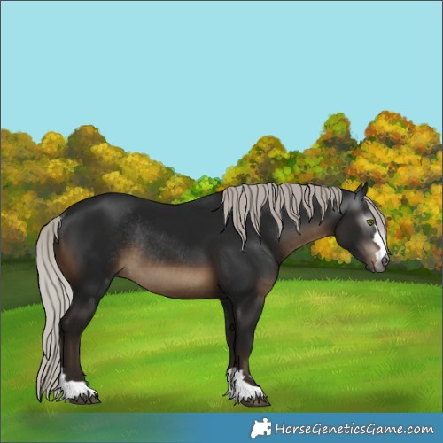 Horse Color:Gray Silver Brown Rabicano 