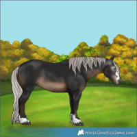 Horse Color:Gray Silver Brown Rabicano 