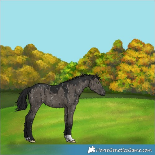 Horse Color:Gray Grullo Appaloosa Brindle 