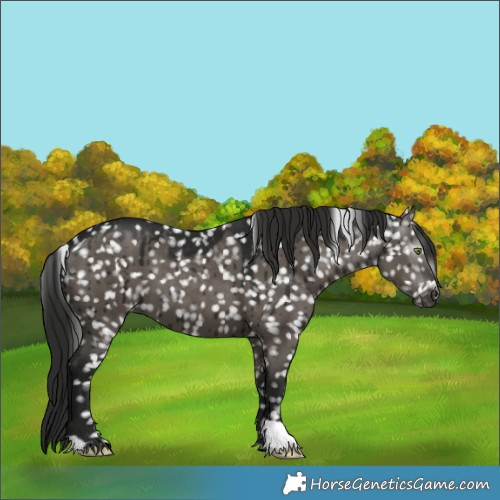 Horse Color:Gray Grullo Snowflake Varnish Brindle 