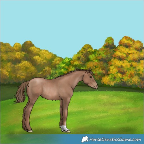 Horse Color:Black Pearl Rabicano 