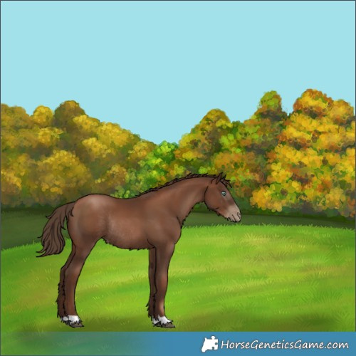 Horse Color:Gray Black Pearl Rabicano 