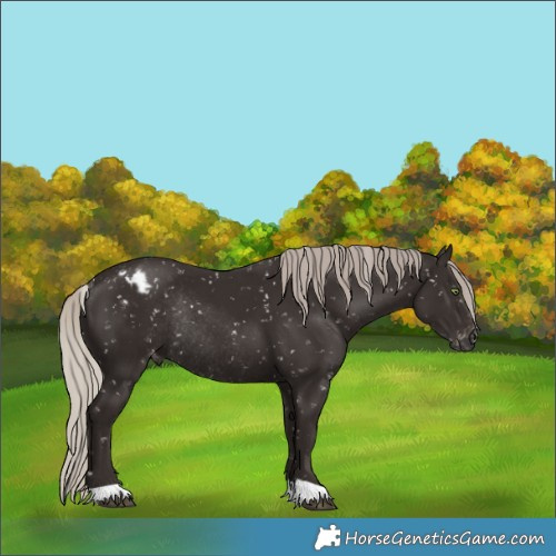Horse Color:Gray Silver Black Appaloosa Rabicano 