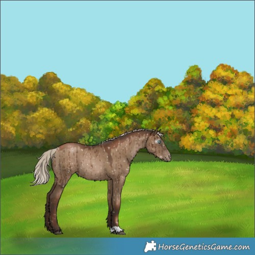 Horse Color:Gray Silver Grullo Pearl Snowflake Varnish Rabicano Brindle 