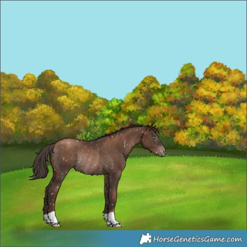 Horse Color:Gray Black Pearl Appaloosa Rabicano 