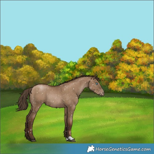 Horse Color:Gray Grullo Pearl Appaloosa Rabicano Brindle 
