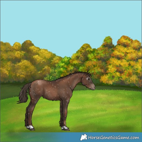 Horse Color:Gray Black Pearl Snowflake Varnish 