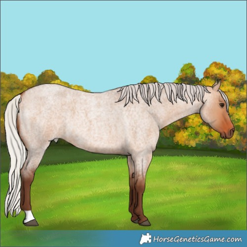 Horse Color:Silver Bay Roan Dun 