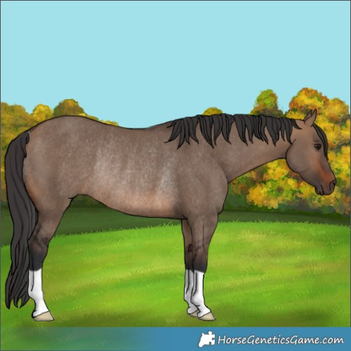 Horse Color:Brown Dun Rabicano 