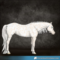 Horse Color:Cremello Appaloosa 