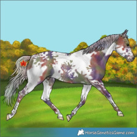 Horse Color:Nacre Silver Black Splash Tobiano Frame Rabicano 