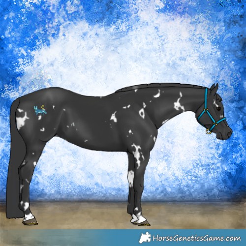 Horse Color:White Spotted Black 