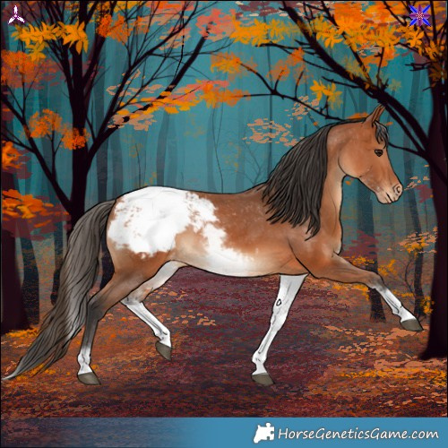 Horse Color:White Spotted Bay Snowcap 