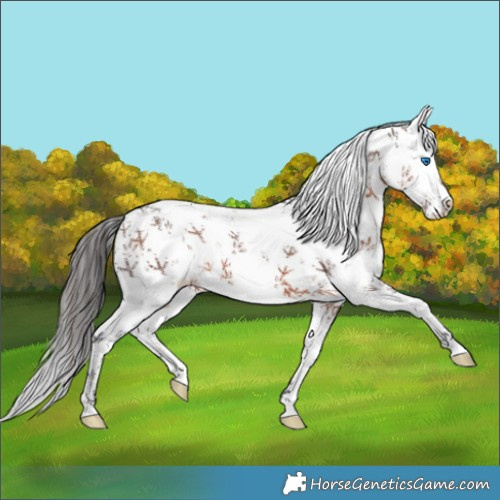 Horse Color:White Spotted Bay Sabino Splash 