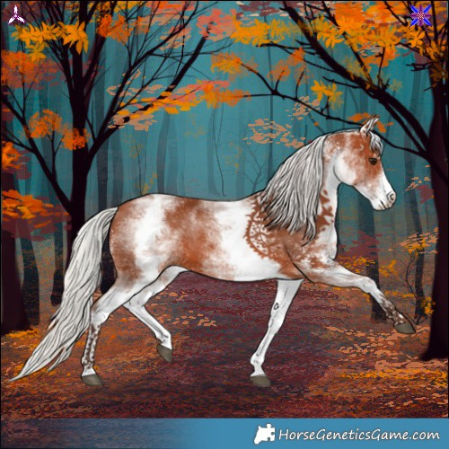 Horse Color:White Spotted Silver Bay Rabicano
