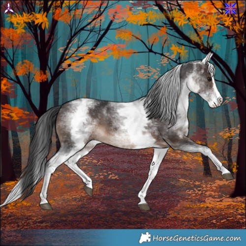 Horse Color:White Spotted Brown Splash 