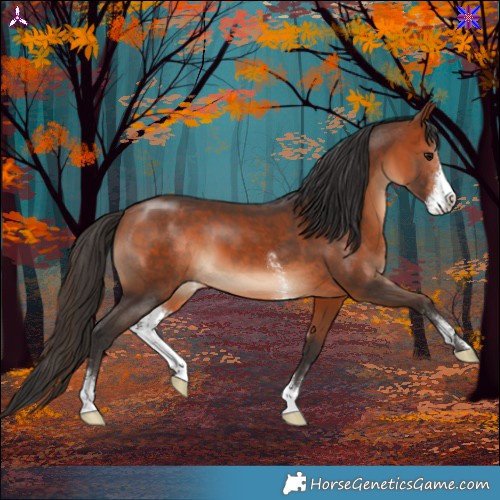 Horse Color:Bay Sabino 