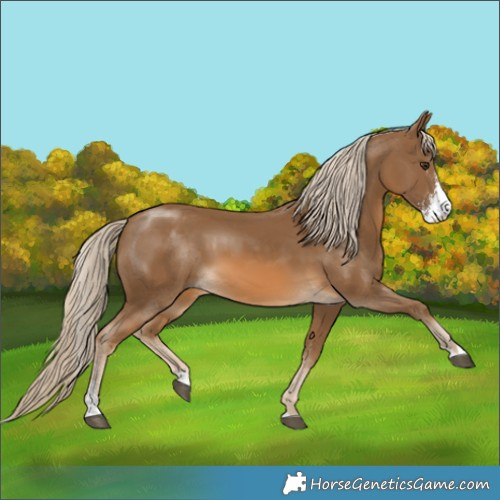 Horse Color:Chocolate Palomino Sabino 