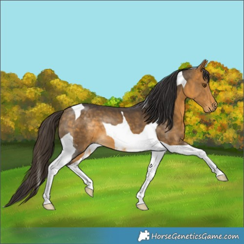 Horse Color:Buckskin Tobiano 
