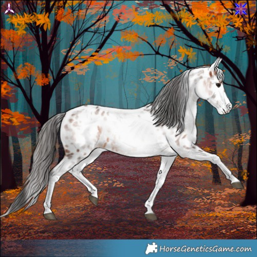 Horse Color:White Spotted Brown Sabino Near Leopard