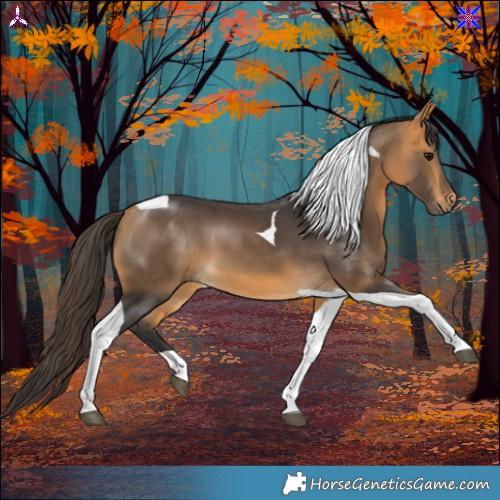 Horse Color:Buckskin Tobiano 