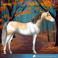 Horse Color:White Spotted Buckskin