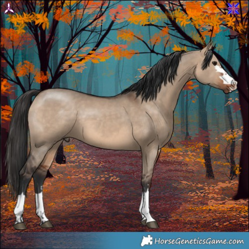 Horse Color:Bay Dun 