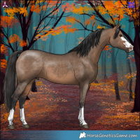 Horse Color:Bay Dun 