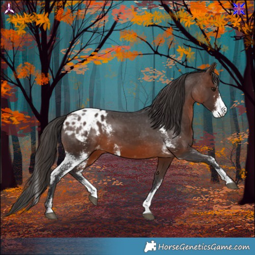 Horse Color:Brown Sabino Appaloosa 