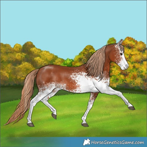 Horse Color:White Spotted Chestnut 