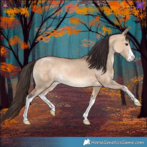Horse Color:White Spotted Bay Dun