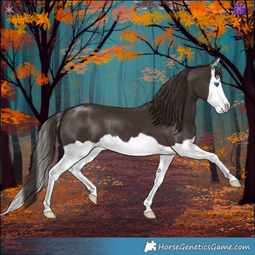 Horse Color:Liver Chestnut Splash 