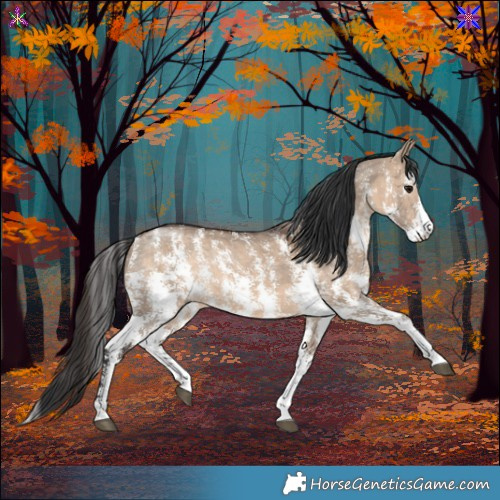 Horse Color:Bay Dun Sabino 